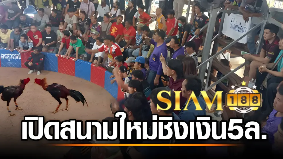 การชนไก่