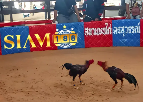 การชนไก่