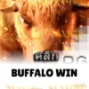 ทดลองเล่นสล็อต buffalo-win จาก siam188